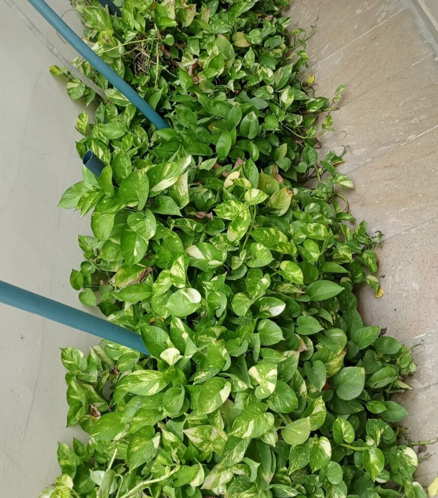 Plants