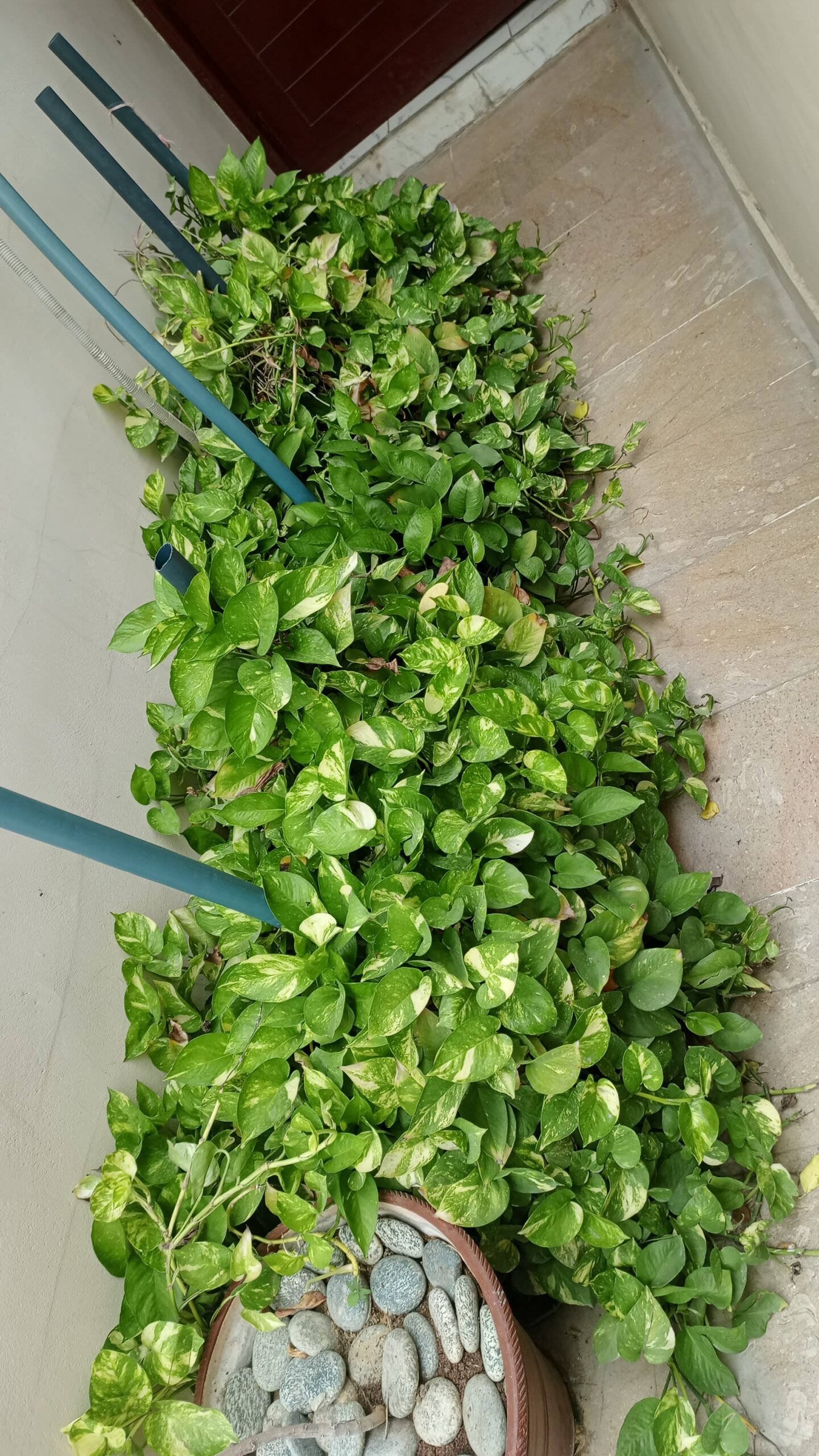 Golden Pothos / Money Plant (Epipremnum aureum)